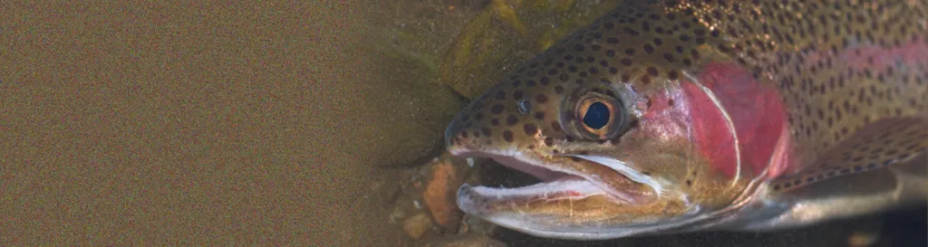 close-up of a rainbow trout