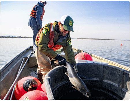 fisheries biologists handling a salmon