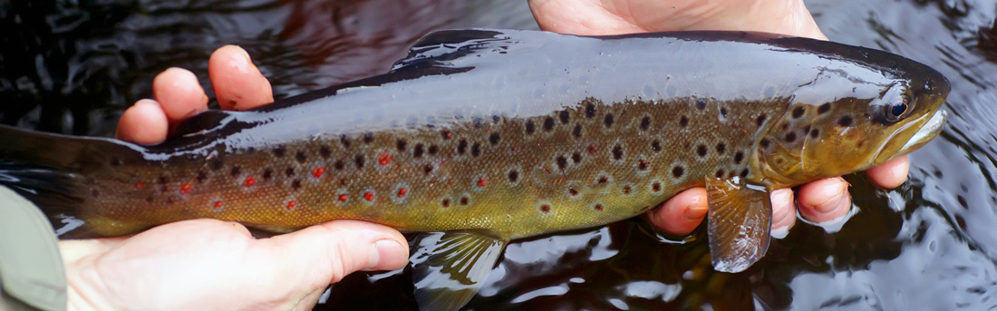 amg;er holding a trout