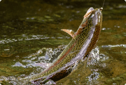 Rainbow Trout