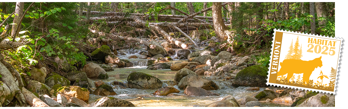 healthy stream, with boulders and fallen trees creating good habitat, winding through a sunny spring forest in Vermont