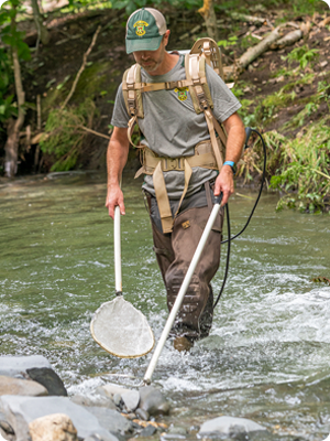 Fish biologist electrofishing in stream