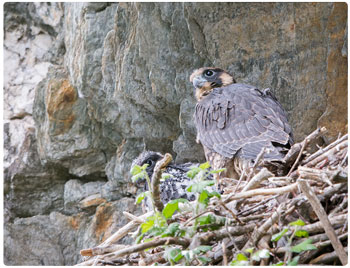 peregrine nesting