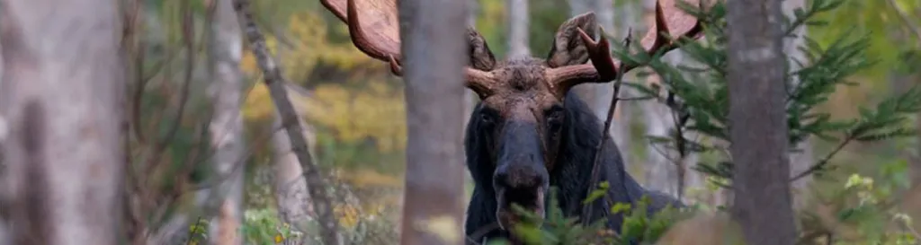 large bull moose in the woods