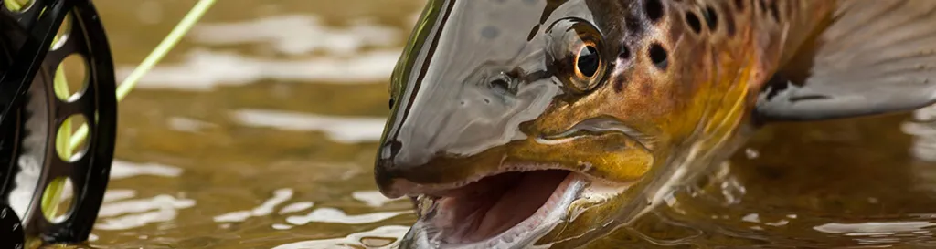 close up of a rainbow trout