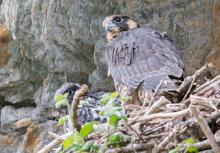 young peregrine falcons on nest