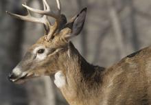 buck running in the woods