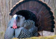 tom turkey displaying tail feathers