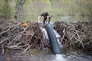 Beaver baffle installation