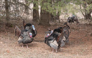 Wild Turkey