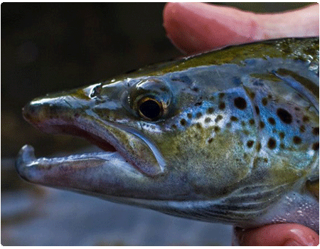 Landlocked Salmon