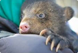 young bear cub held by a biologist