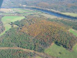 aerial photo of forest