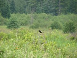 Pic of Bobolink