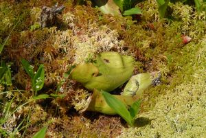 Pitcher Plant