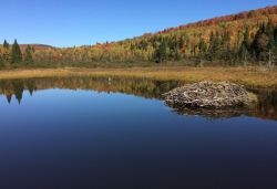 pic of beaver lodge