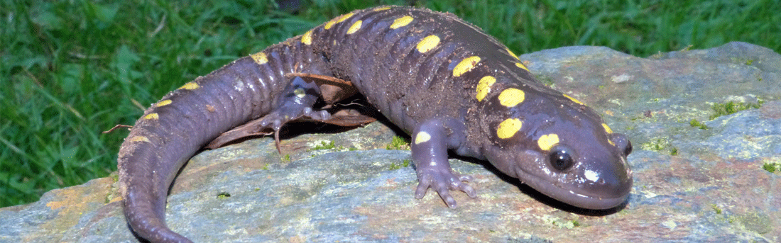 spotted salamander