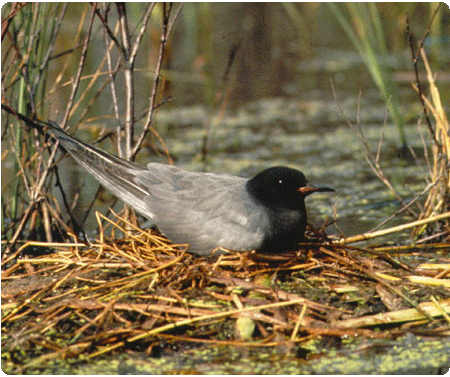 black tern