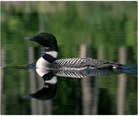 common loon