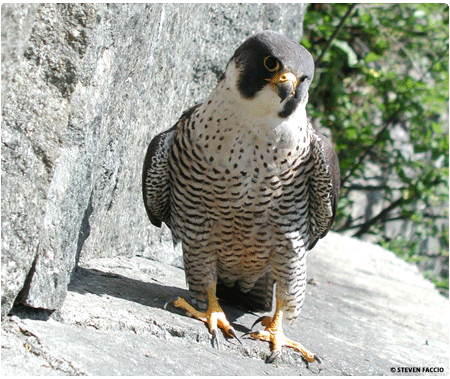 Peregrine Falcon