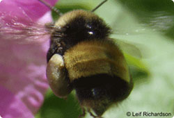 bumble bee on a flower