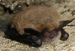 hibernating bat