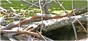 northern watersnake