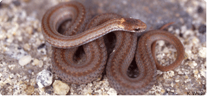 red-bellied snake