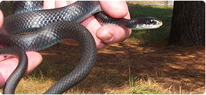 north american racer