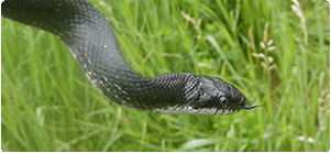 eastern ratsnake