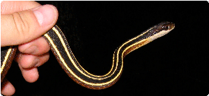 eastern ribbonsnake