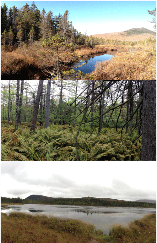 ""three examples of natural communities