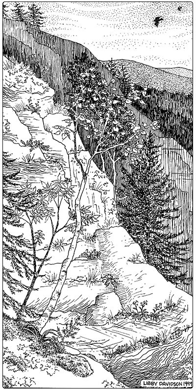 illustration of boreal acidic cliff