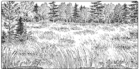 illustration of intermediate fen