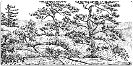 illustration of pitch pine oak heath rocky summit