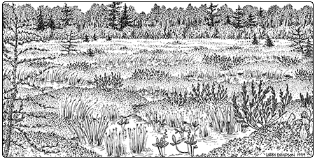 illustration of poor fen