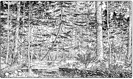 illustration of red maple northern white cedar swamp