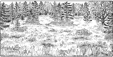 illustration of rich fen