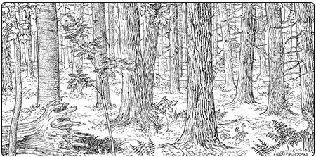 "illustration of sand over clay forest