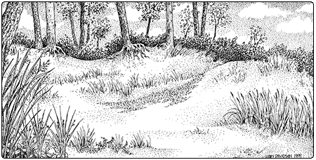 illustration of sand dune