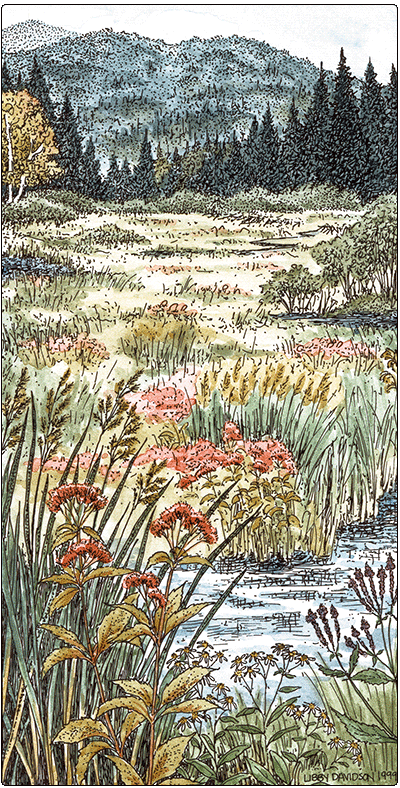 illustration of shallow emergent march
