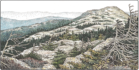 illustration of a subalpine krummholz