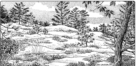 illustration of temperate acidic outcrop