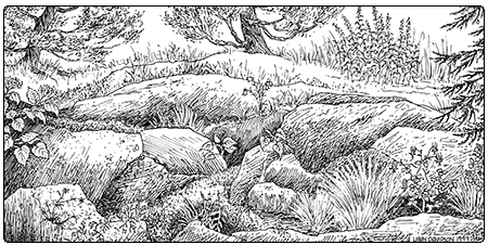 illustration of temperate calcareous outcrop