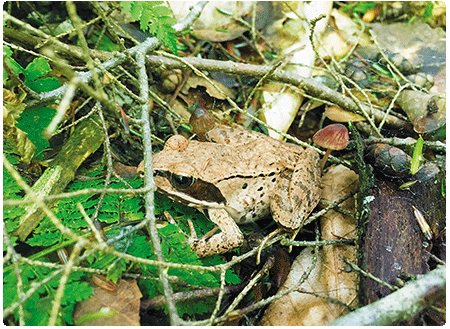 wood frog