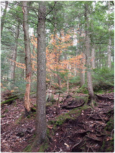 Hemlock Forest