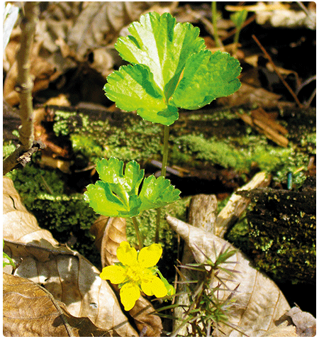  yellow flower of the barren strawberry