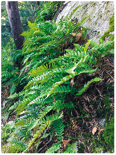 close up of Appalachian polypody covering boulders 