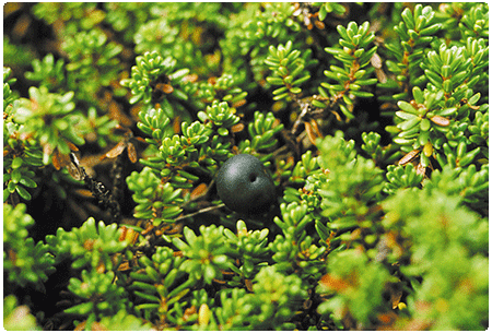 black crowberry