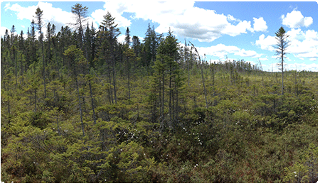 Peacham Bog a black spruce woodland bog
